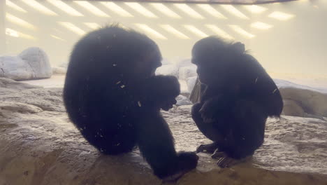 un chimpancé adulto y su cachorro parados frente a frente mientras el adulto le enseña a comer