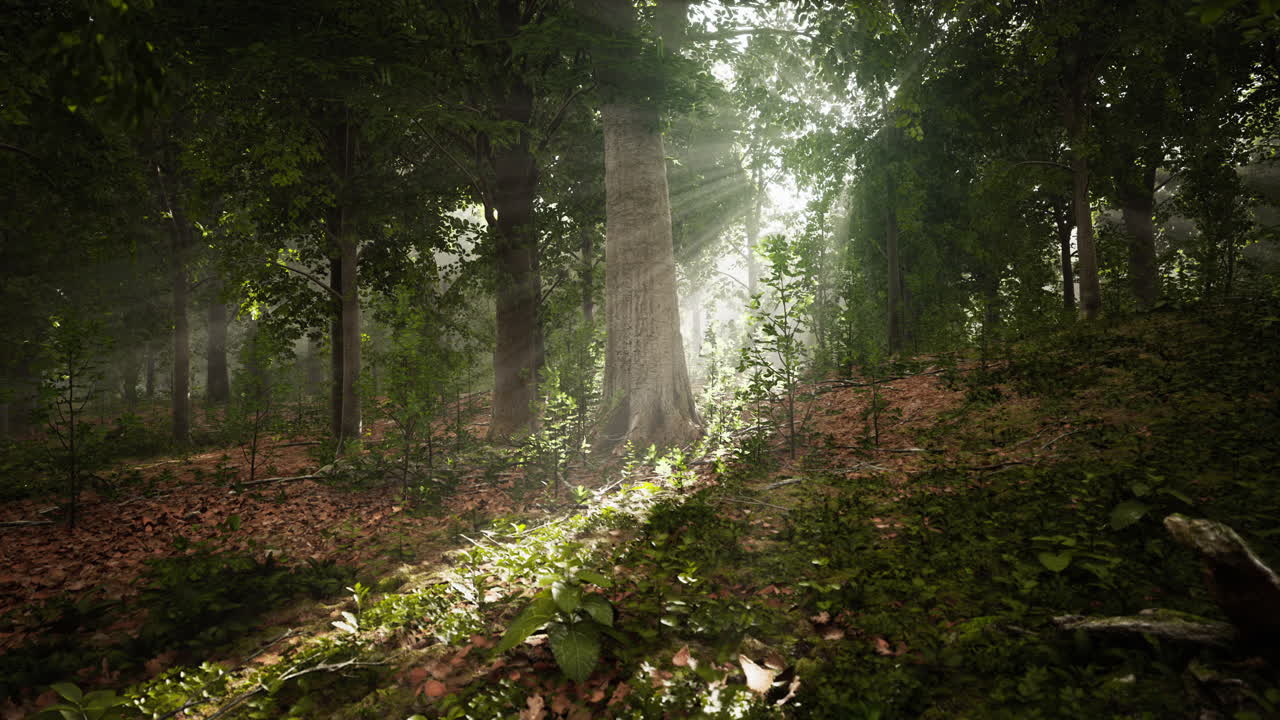 La luce del sole attraversa una foresta nebbiosa