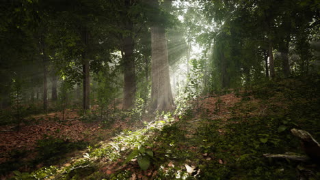 la luz del sol fluye a través de un bosque de niebla