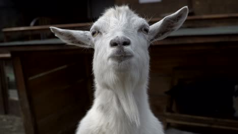 goat. a white goat lies on the hay