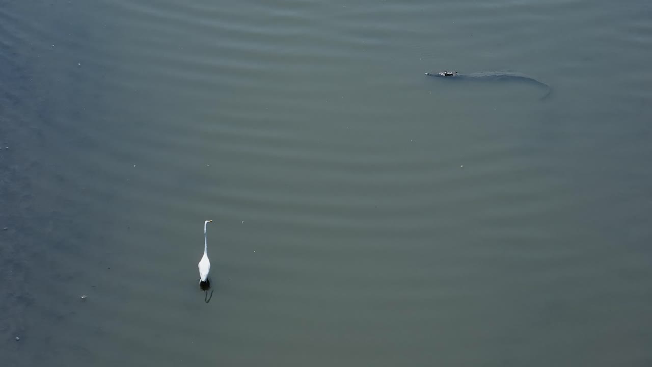 egret cerca del cocodrilo en la laguna de laguna de las garzas en manzanillo, colima, méxico