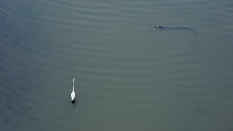 Egret-Near-Crocodile-In-The-Lagoon-Of-Laguna-de-las-Garzas-In-Manzanillo,-Colima,-Mexico