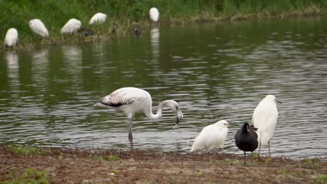 Flamingo-Feeding-on-Lake-shore-with-White-Herons-Flying-Around-and-ducks-feeding