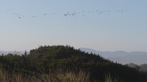 Ein-Vogelschwarm-Fliegt-über-Die-Büsche-An-Der-Küste-Von-Oregon