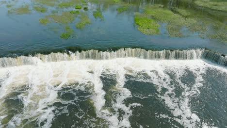 vista aérea a vista de pájaro de los peces vimba , kuldiga, día soleado de primavera, cámara lenta de drones que se mueven hacia adelante