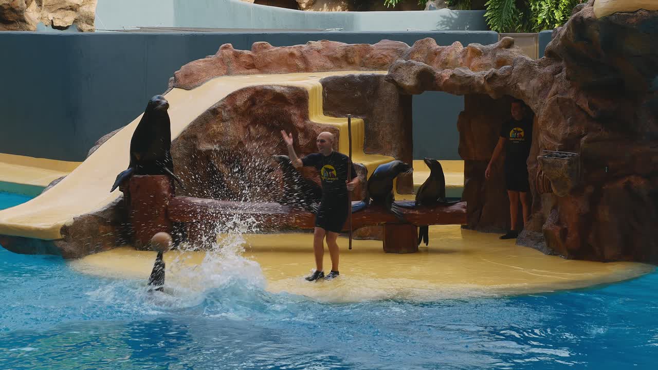 Sea lion balances ball on its nose while jumping over a rod during sea lion show in Loro Parque, Tenerife.