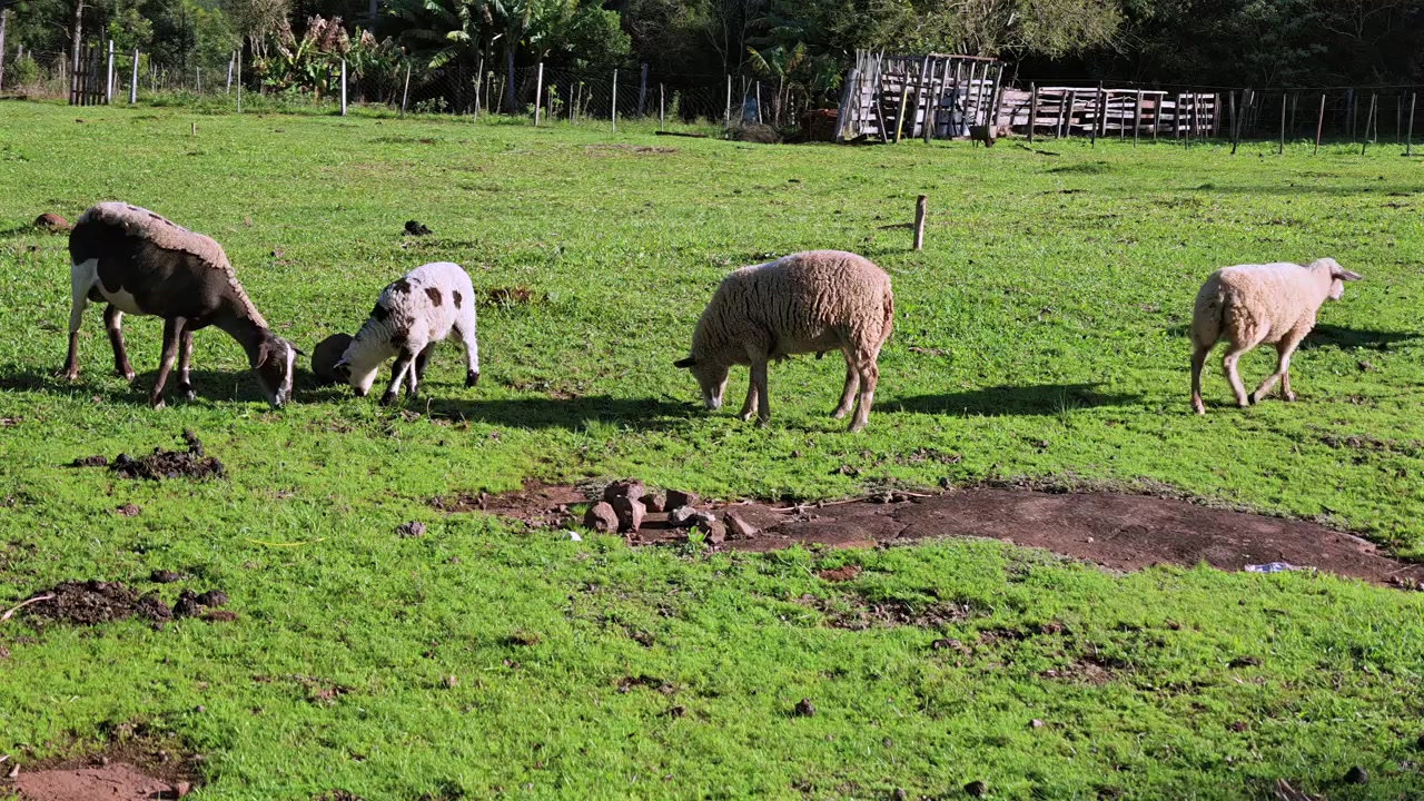Várias ovelhas pastam em grama verde fresca em um pasto rural ensolarado cercado por uma paisagem rural natural