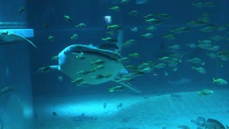 underwater view of stingray gliding with tropical fish