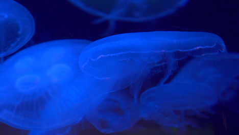 a group of blue jellyfish swim in slow motion