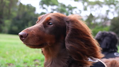 Perro-Salchicha-Azotado-Por-El-Viento