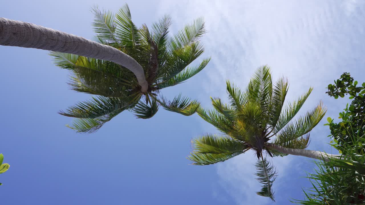 Ampia scena tropicale che guarda in alto verso alte palme da cocco, enfatizzando l'altezza e la simmetria naturale.