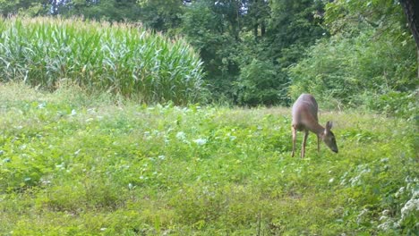 Weißwedelhirsche,-Die-Im-Frühherbst-Vorsichtig-An-Einem-Stück-Wilder-Radieschen-In-Der-Nähe-Eines-Maisfelds-Im-Oberen-Mittelwesten-Kauen