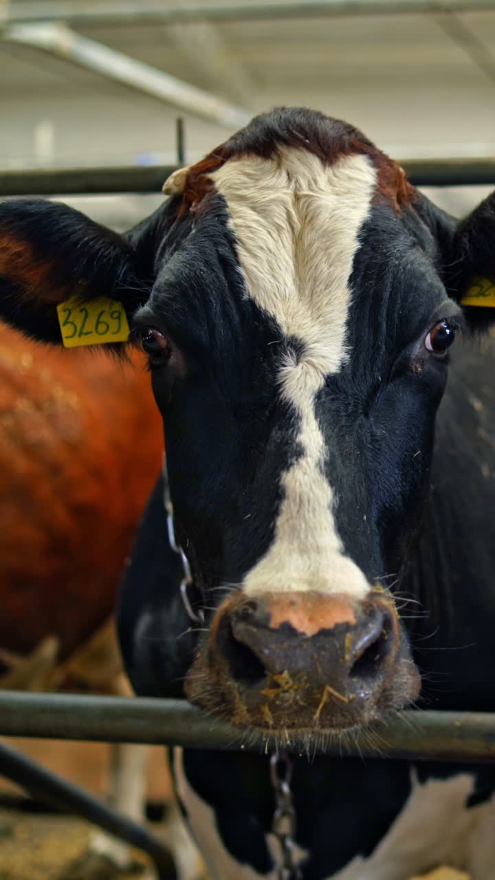 Dairy cows in the cowshed. Row of beautiful cows in a row tied in a stall. Farming concept of livestock in a modern farm background. Vertical video