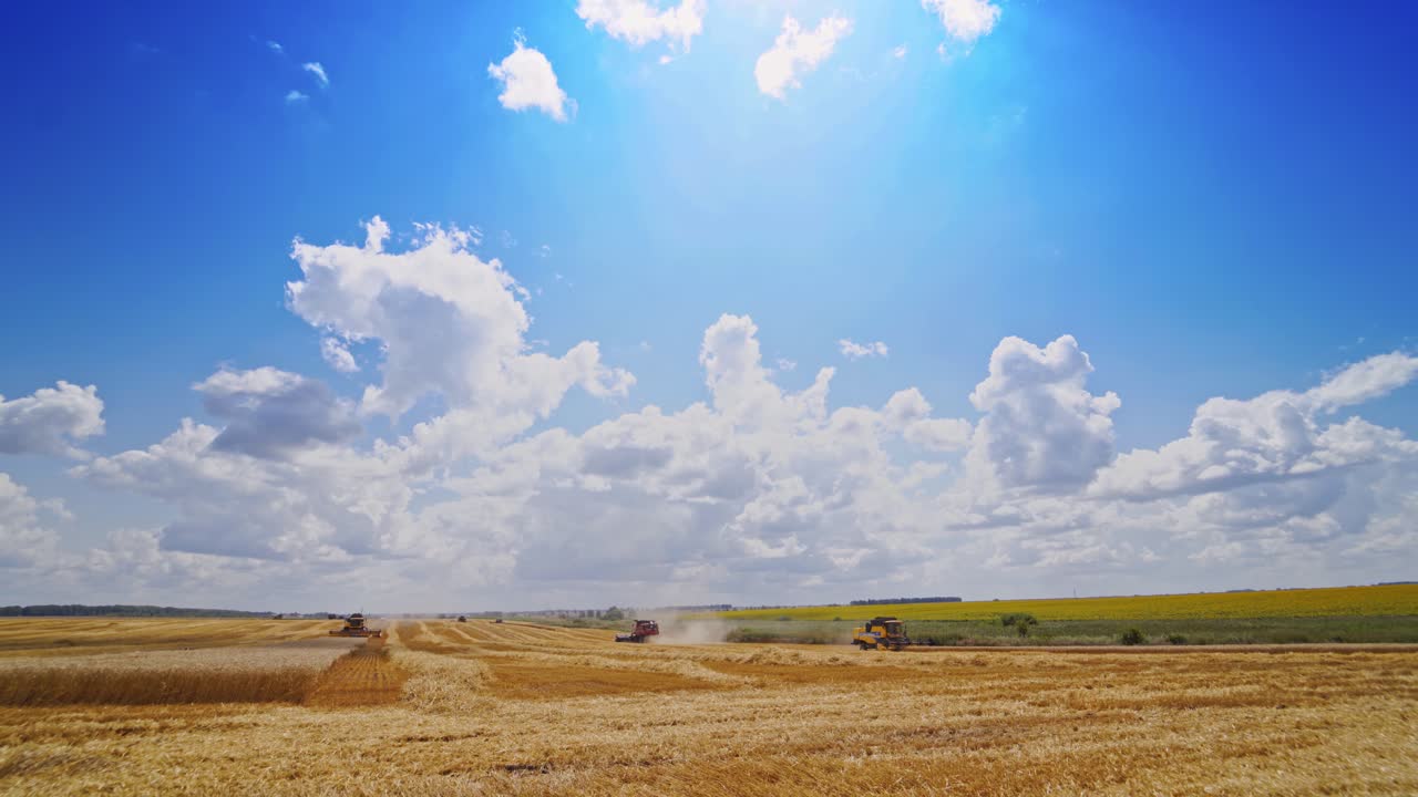 Combines harvester in action on wheat field. Summer landscape of endless fields under blue sky