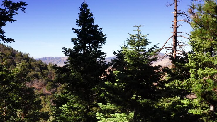 Salendo sopra i pini nella foresta di Tehachapi per vedere le montagne e il deserto del Mojave oltre - vista aerea.