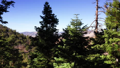 ascending up over the pine trees in the tehachapi forest to see the mountains and mojave desert beyond -aerial view