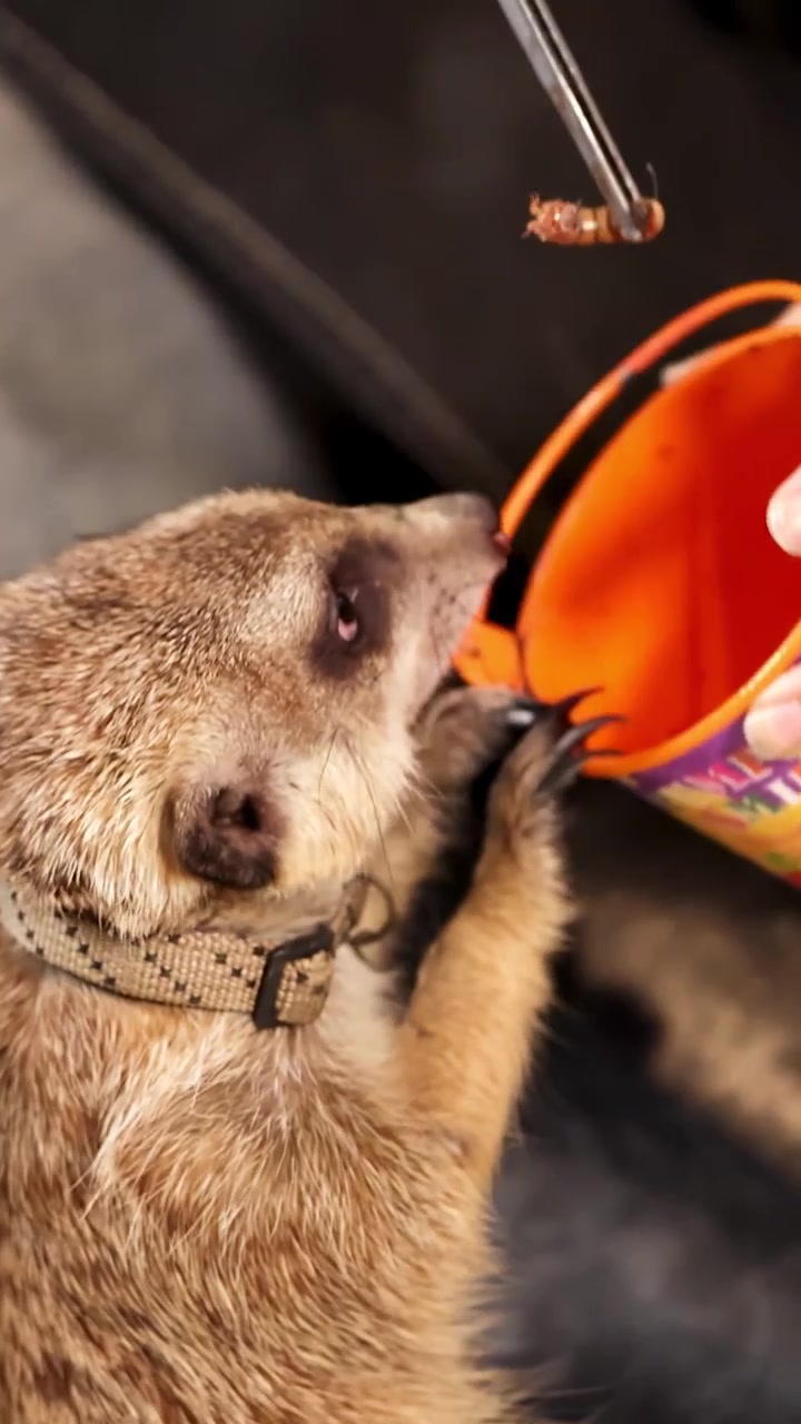 Ein Erdmännchen mit Halsband steht aufrecht, während es mit einer Pinzette von Hand mit Wurmlarven gefüttert wird.