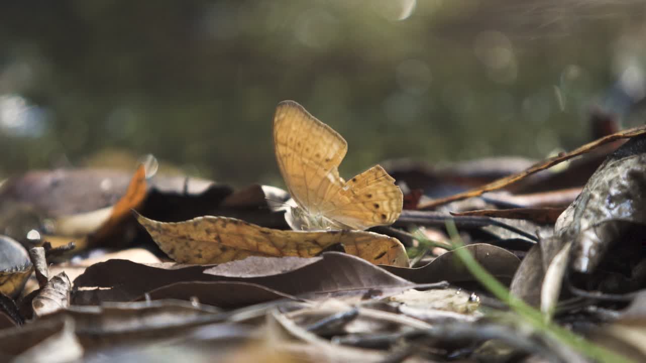 mariposa descansando mientras una segunda revolotea