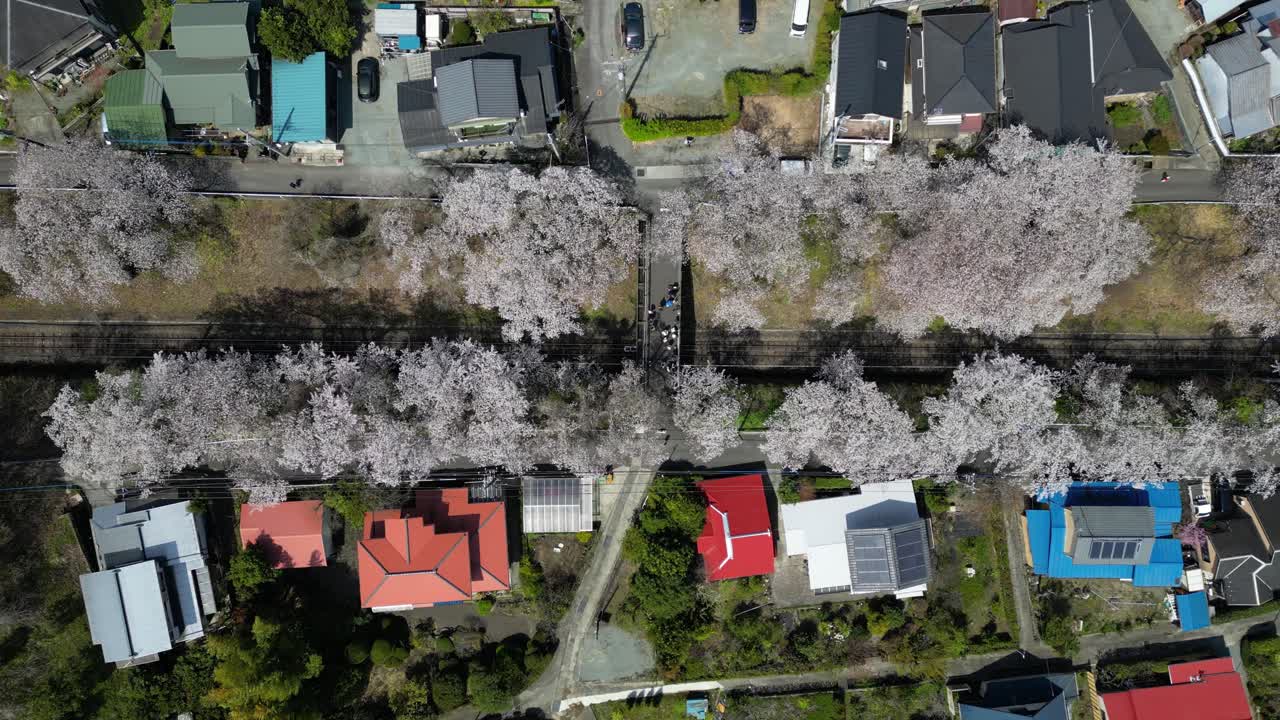 Stunning top down drone scenery over Sakura and train tracks in rural Japan