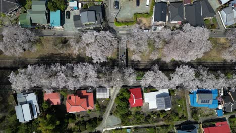 stunning top down drone scenery over sakura and train tracks in rural japan