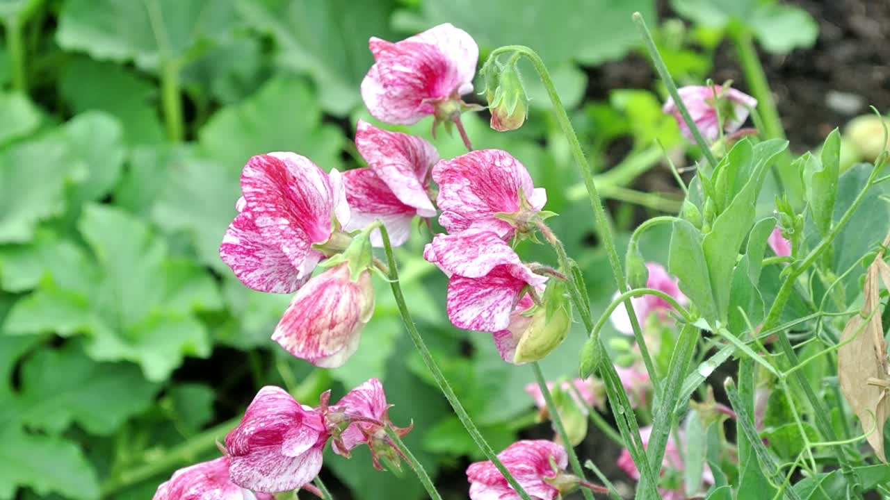 영어 정원에 있는 lathyrus odoratus 미국 달콤한 완두콩