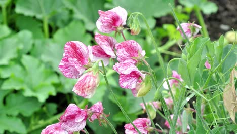 영어 정원에 있는 lathyrus odoratus 미국 달콤한 완두콩