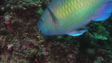 colorful parrotfish eating algae off coral reef, close up