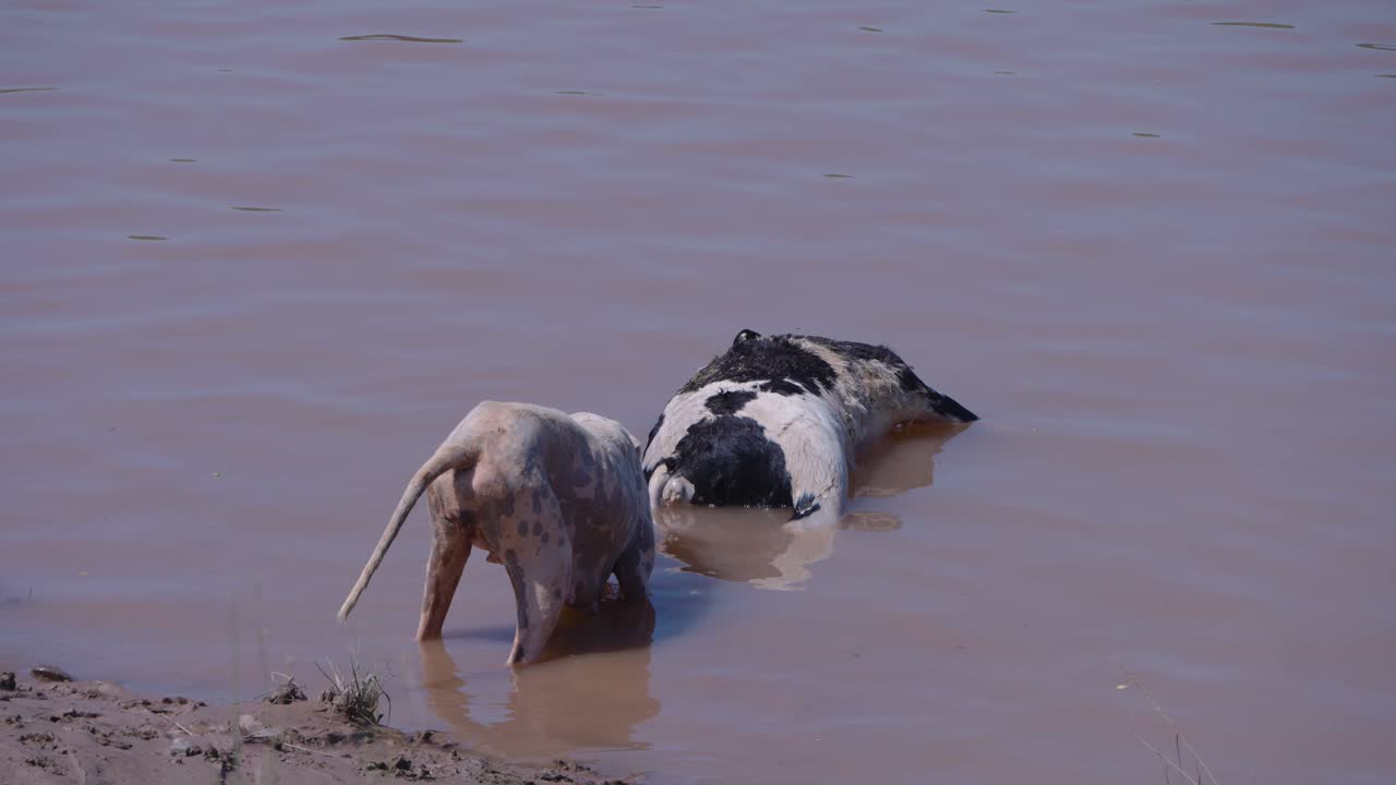 stray dog stands by muddy floodwater in Jalalpur Pirwala Punjab Pakistan