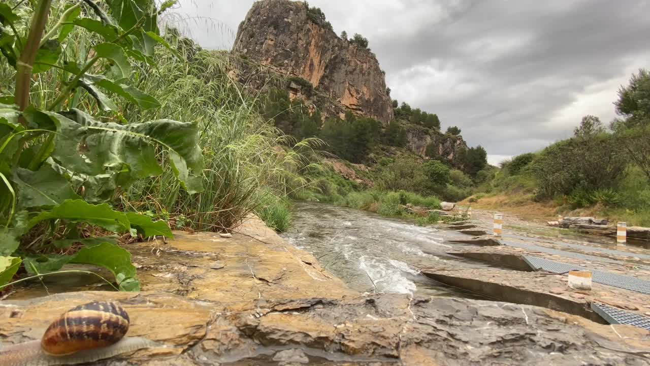 caracol moviéndose rápido sobre una roca en un día lluvioso