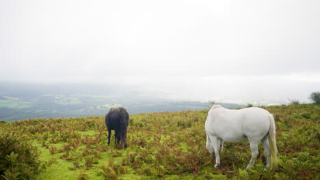 two horses on a mountaintop meadow