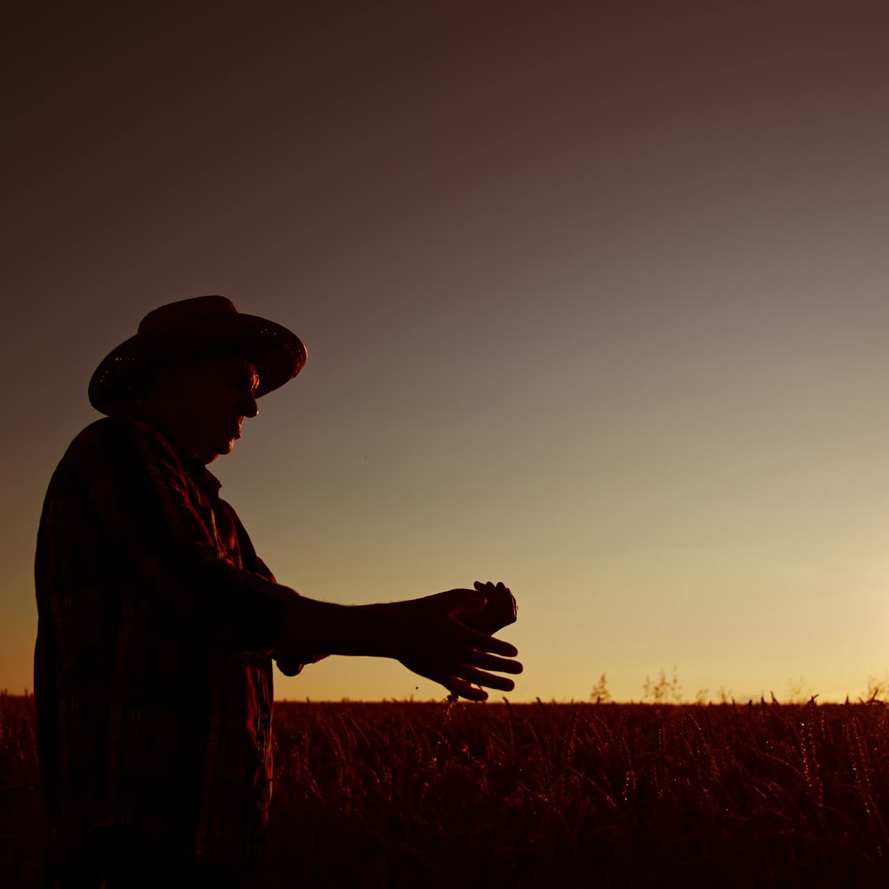 Silhouette of an old man in hat in the field at sunset. Farmer pours some grains on his hand. Low angle view