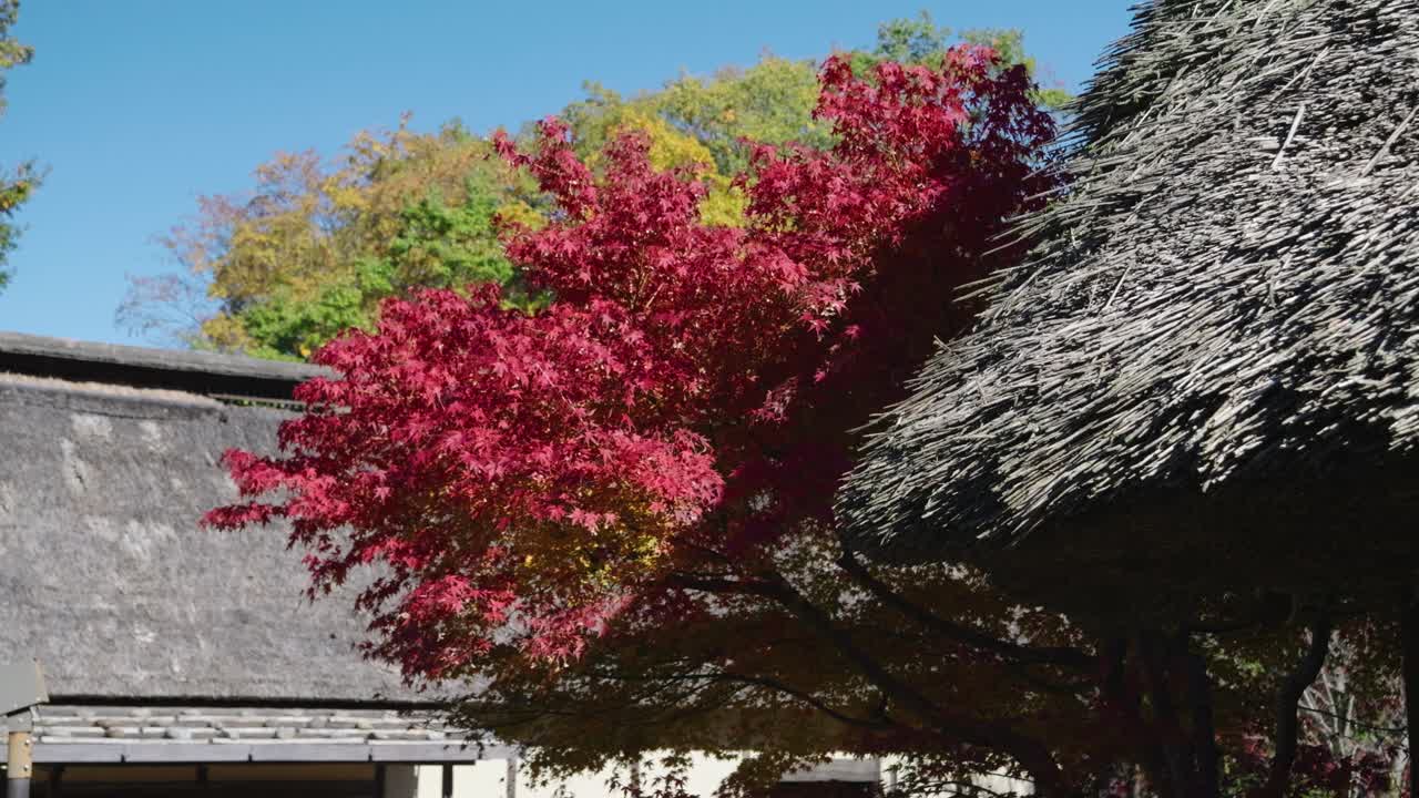 은 가을 색의 전형적인 일본  지붕 집의 세부 사항