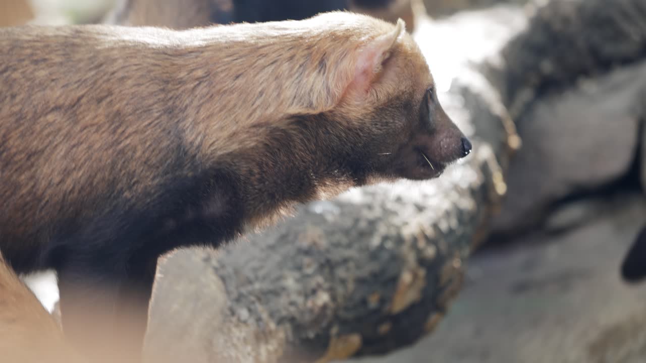 Cane delle boscaglie (Speothos venaticus) in natura. I cani delle boscaglie si trovano da Panama in America Centrale, attraverso gran parte del Sud America