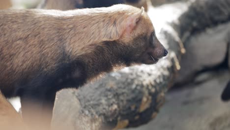 el perro de bosque (speothos venaticus) en la naturaleza. los perros de bosque se encuentran desde panamá en américa central, a través de gran parte de américa del sur.
