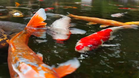 Ein-Koi-Teich-Voller-Fische-In-Einem-Wunderschönen-Garten-In-Tokio,-Japan