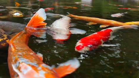 a koi pond full of fish located in a beautiful garden in tokyo japan