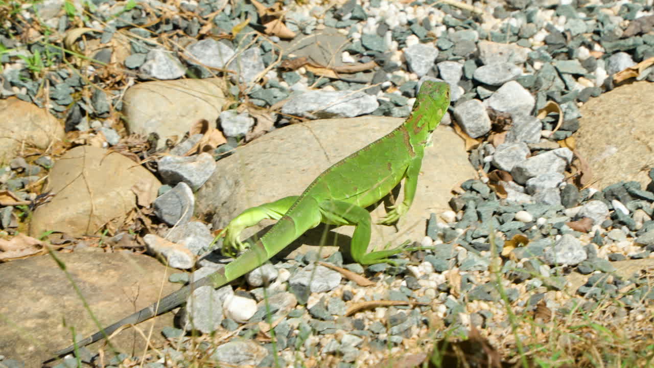 seguimiento de primer plano de la iguana verde caminando por la playa de la isla salvaje rocosa en un día soleado