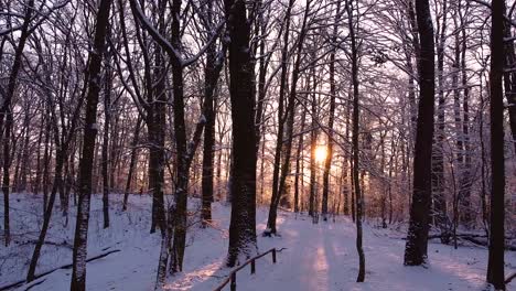 slowly moving backward through the winter woodland