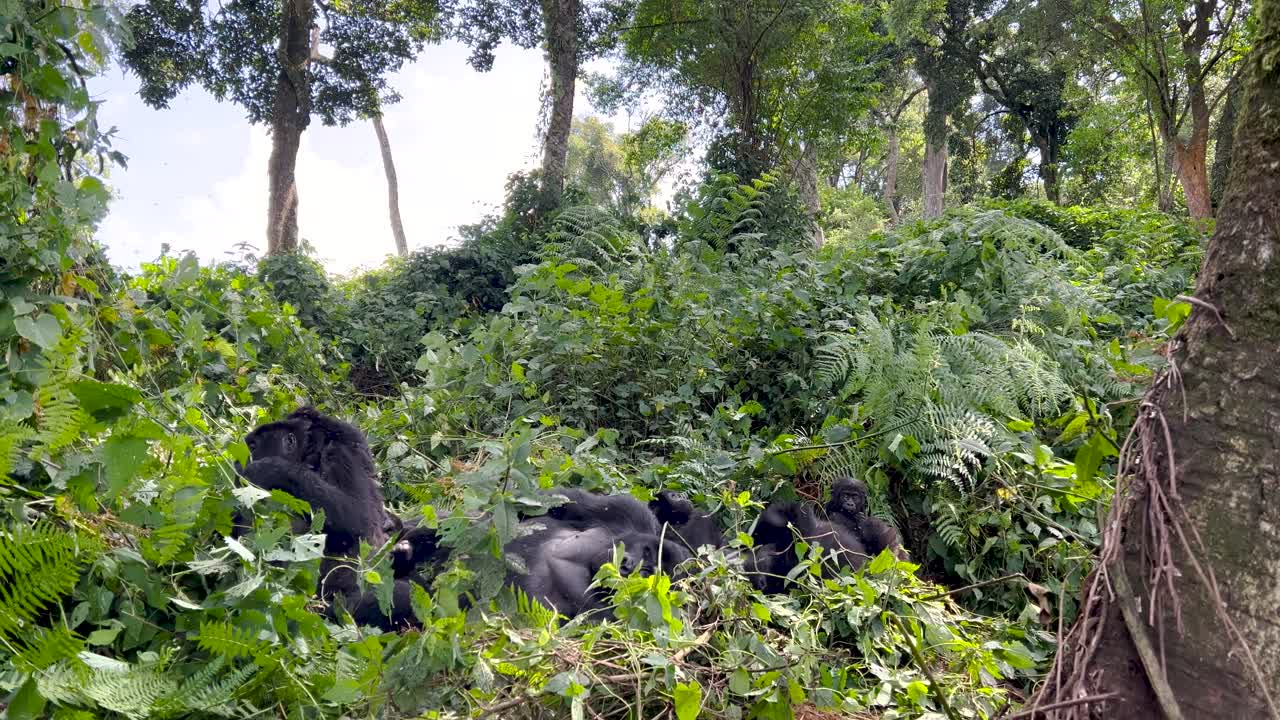 Vista verso l'alto della canopia della foresta pluviale afromontana nella Foresta Impenetrabile di Bwindi, Uganda. Famiglia di gorilla di montagna a riposo nella fitta vegetazione della giungla, Foresta Impenetrabile di Bwindi, Uganda.
