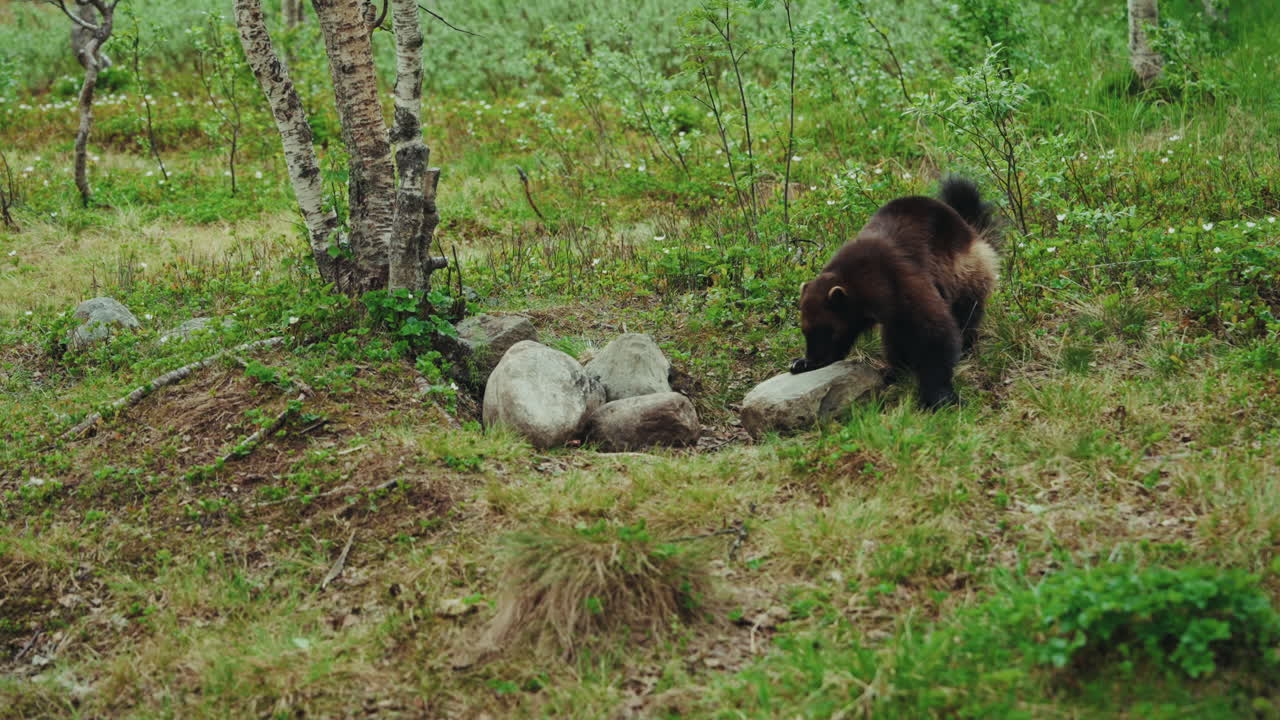 Vild jærv søger føde i sit naturlige habitat