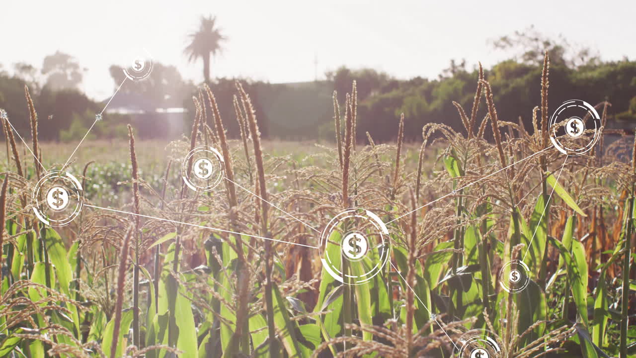 배경에 나무가 있는 옥수수  위의 달러 표지 네트워크 애니메이션