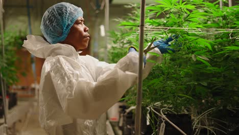 cannabis plant care in indoor grow facility