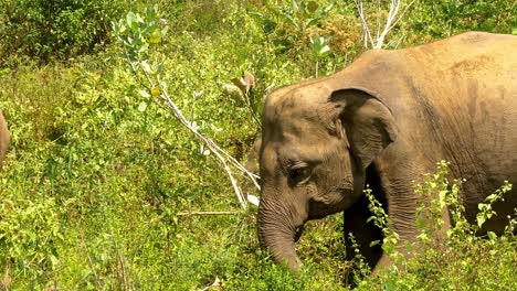 elefante comiendo hierba mientras la manada pasa en los pastizales