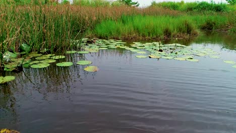 Drohnenaufnahmen-Von-Seerosen.-In-4k-Gedreht