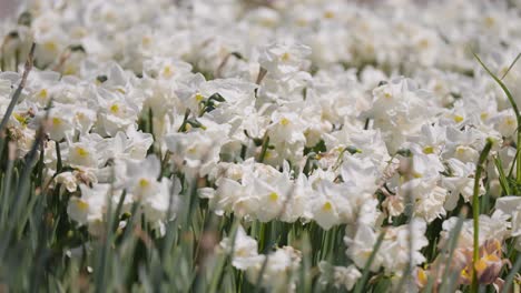 Ein-Blumenbeet-Voller-Wunderschöner-Weißer-Und-Gelber-Narzissen,-Die-Im-Garten-Blühen