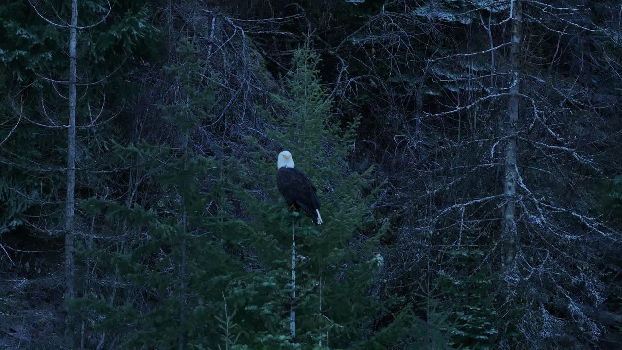 A slow pushing in medium shot of a american bald eagle perched in a tree on Lake Coeur d'Alene in Idaho
