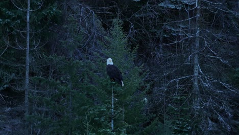 a slow pushing in medium shot of a american bald eagle perched in a tree on lake coeur d'alene in idaho