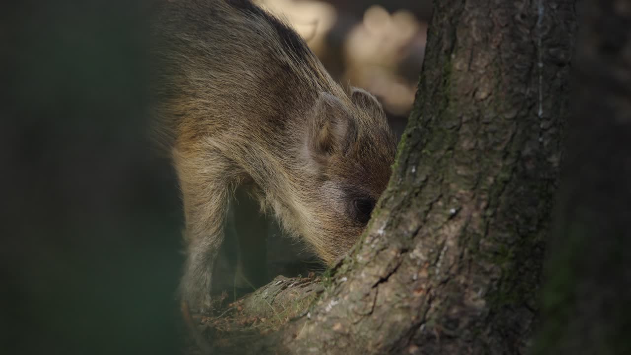 joven jabalí en el bosque