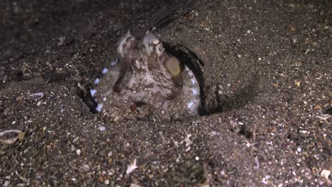 Coconut-Octopus-playing-with-shell-at-night,-wide-angle-shot