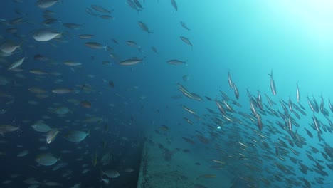 underwater footage slowly moving along the rusty side of the ex-hmas tobruk recently scuttled to provide an artificial  wreck dive for scuba divers